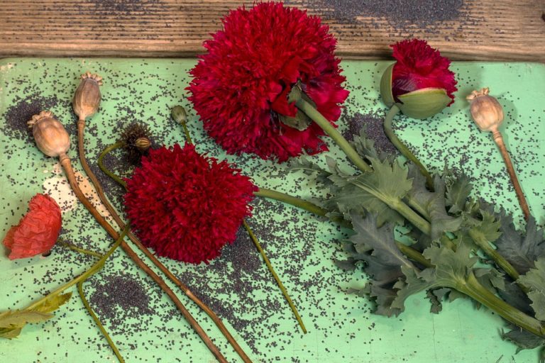 Bester Backmohn 2026 – Vergleich: 5 gute Speisemohn Samen